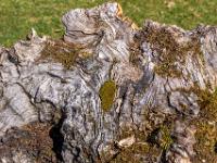 Baumstamm Relikt mit Moos bedeckt - Fanal Hochebene